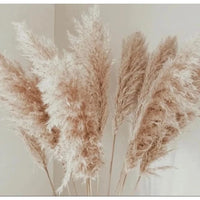 kit com 10 Plumas Natural  Capim dos Pampas