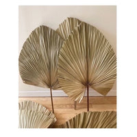 3 Folhas De Latânia Leque Natural Seca Desidratada