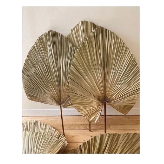 3 Folhas De Latânia Leque Natural Seca Desidratada