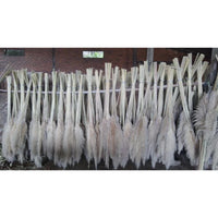 kit com 10 Plumas Natural  Capim dos Pampas