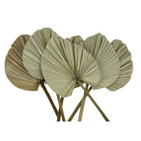 3 Folhas De Latânia Leque Natural Seca Desidratada