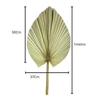 3 Folhas De Latânia Leque Natural Seca Desidratada